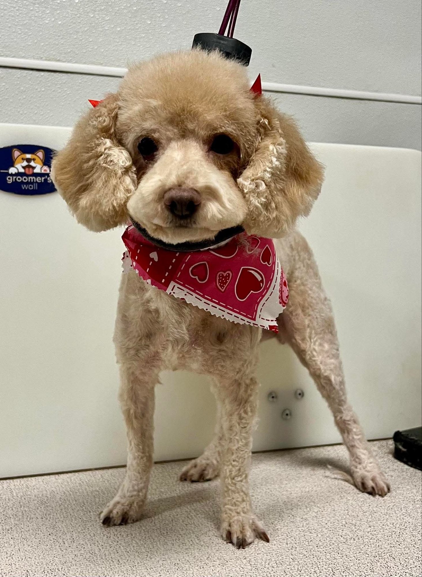 REBA - Poodle (Miniature) for adoption in Sioux Falls