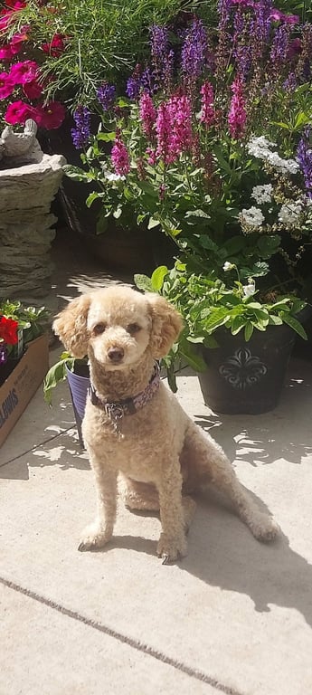 Reba Image