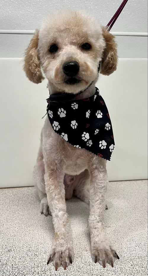 WILLIE - Poodle (Miniature) for adoption in Sioux Falls