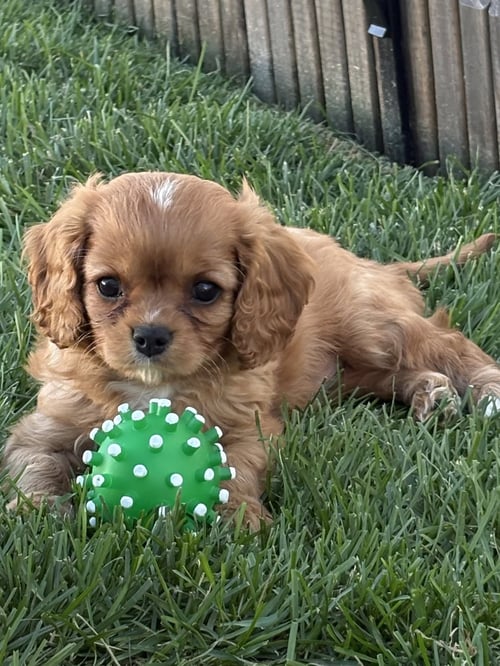 LINUS - Cavalier King Charles Spaniel available for adoption
