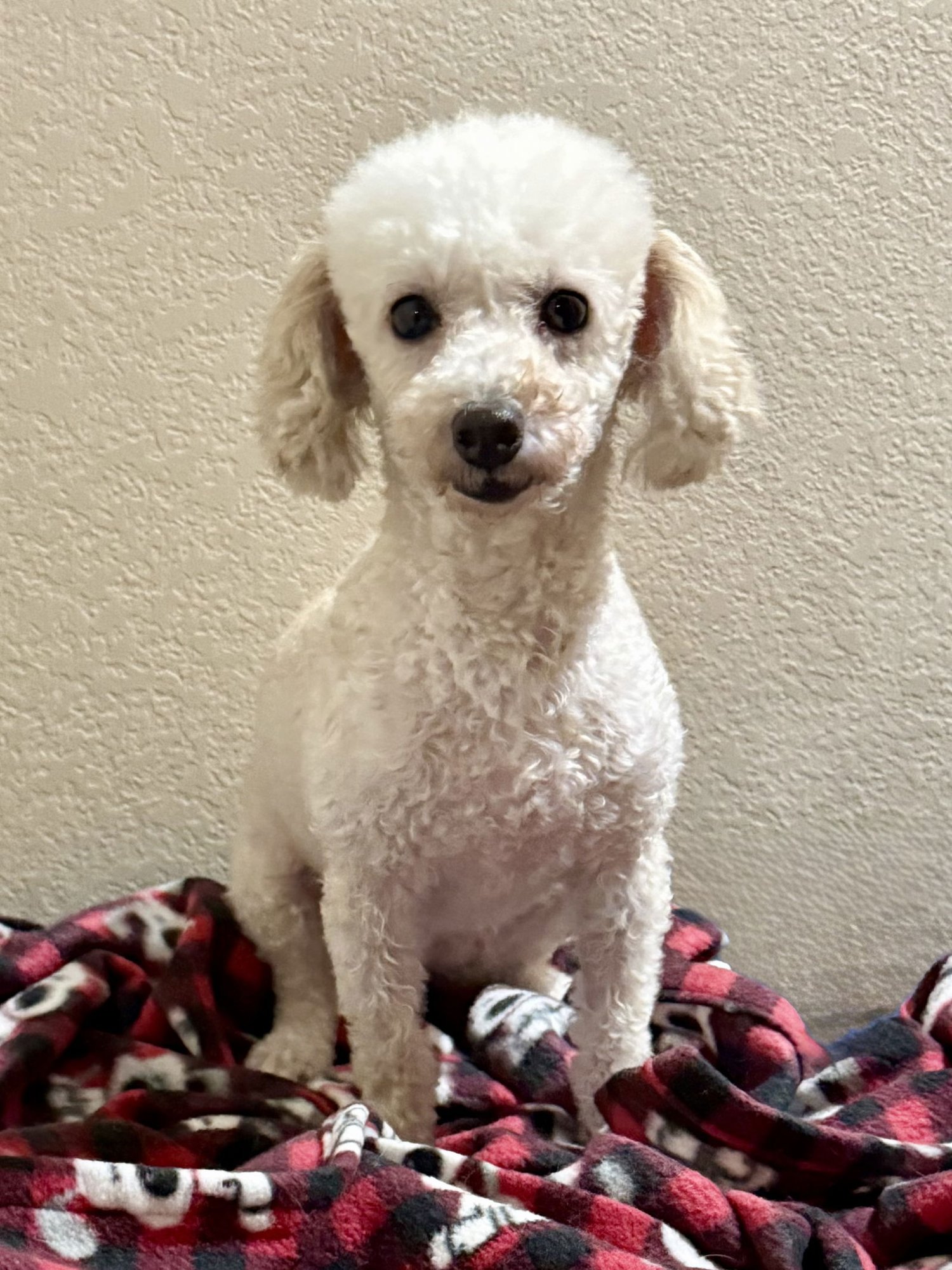 LONDON - Poodle (Miniature) available for adoption