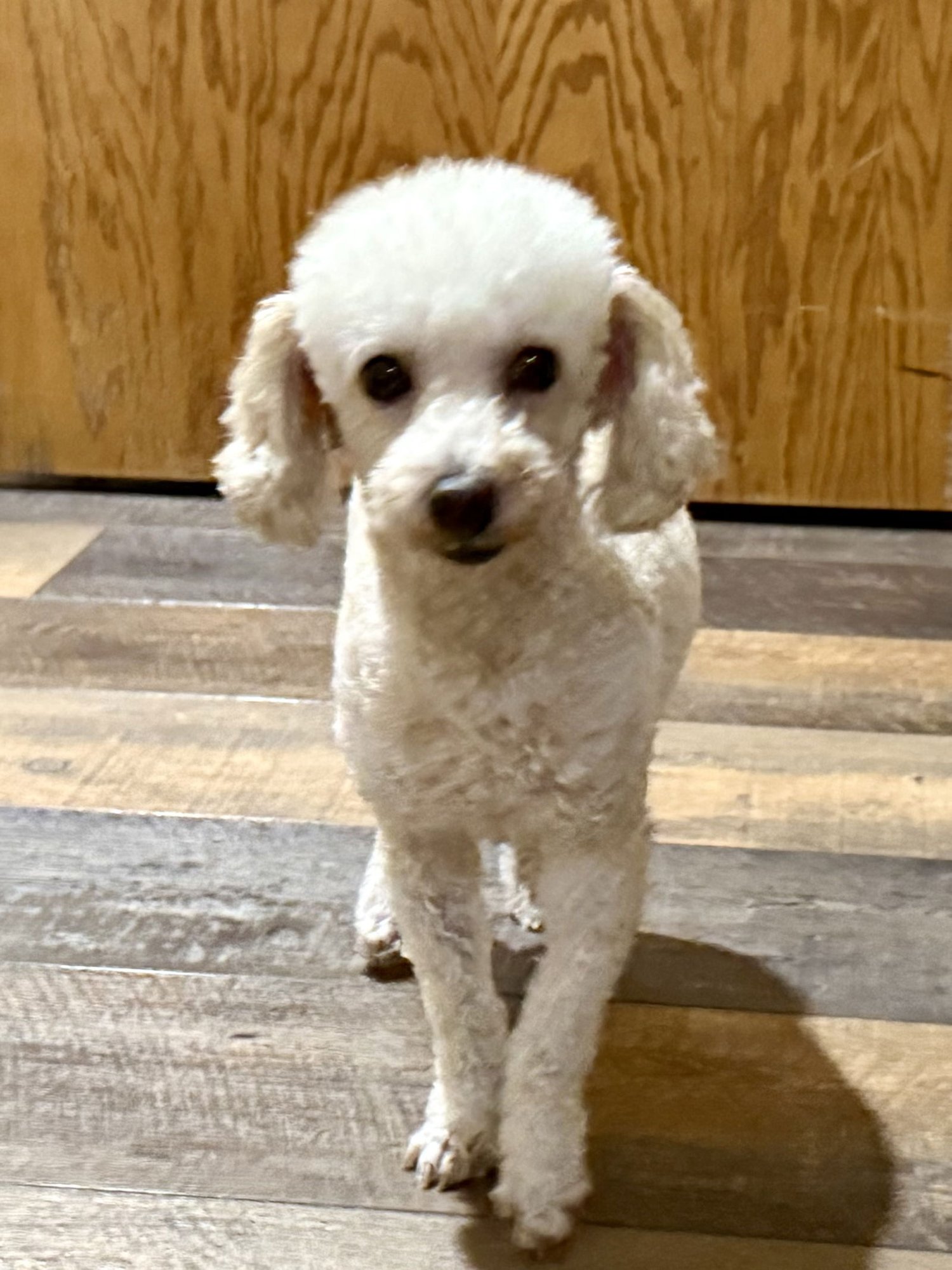 LONDON - Poodle (Miniature) available for adoption