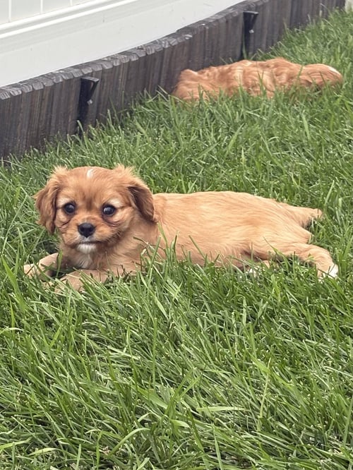 PEPPERMINT PATTY - Cavalier King Charles Spaniel for adoption in Sioux Falls