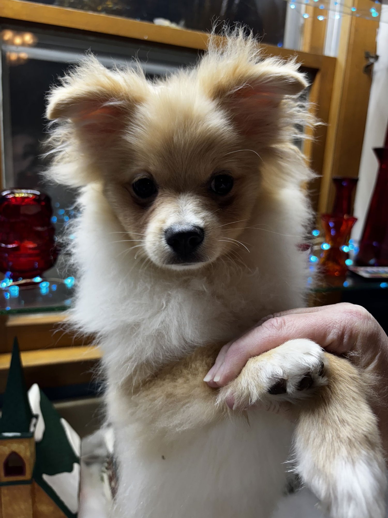 LINCOLN - Pomeranian available for adoption