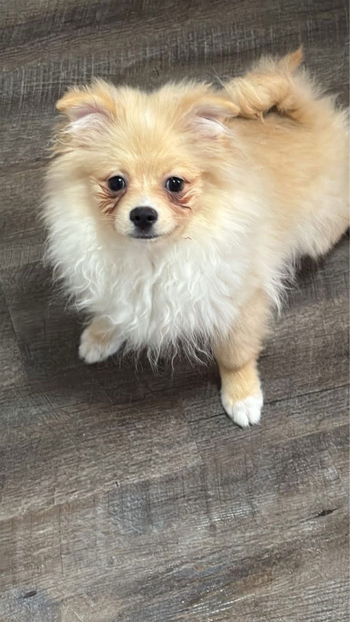 LINCOLN - Pomeranian available for adoption