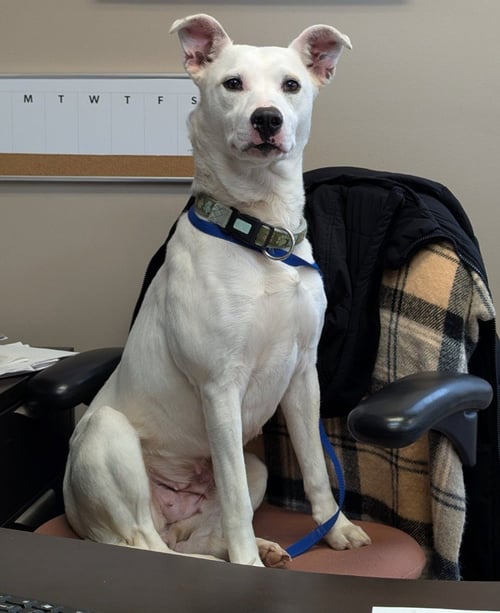 SNOW WHITE - Pit Bull Terrier / Dalmatian available for adoption