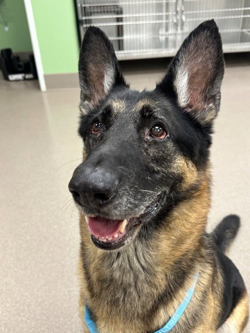 GINGHAM - German Shepherd Dog available for adoption