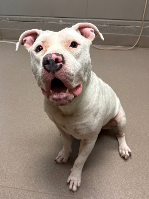 LIBI - Pit Bull Terrier available for adoption