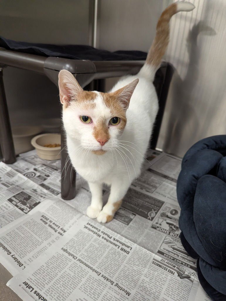 MORTON - Domestic Short Hair available for adoption