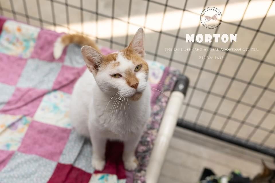MORTON - Domestic Short Hair available for adoption