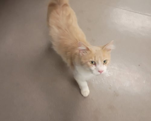 AXEL - Domestic Short Hair available for adoption