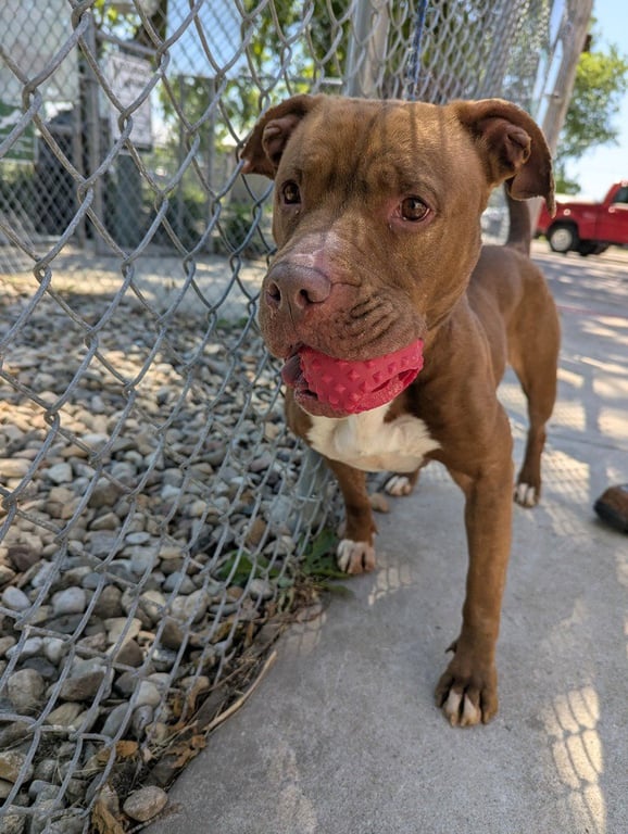 Honey Image