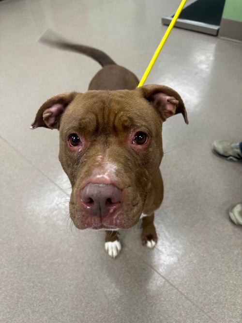 HONEY - Pit Bull Terrier available for adoption