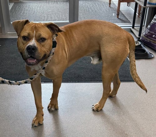 BISCOFF - Pit Bull Terrier available for adoption