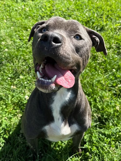 HAMILTON - Pit Bull Terrier available for adoption
