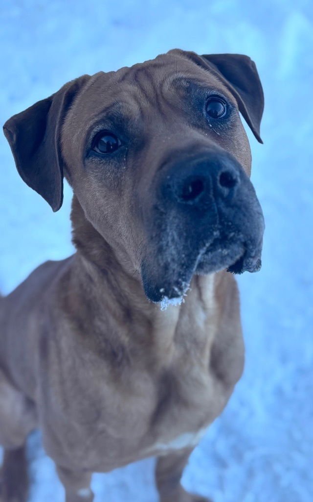 RUFERT - Boxer available for adoption