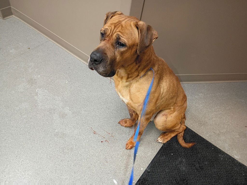 RUFERT - Boxer available for adoption