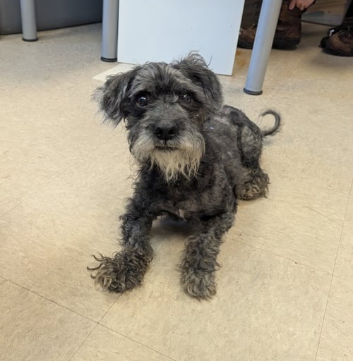MOSES - Schnauzer / Poodle (unknown type) available for adoption