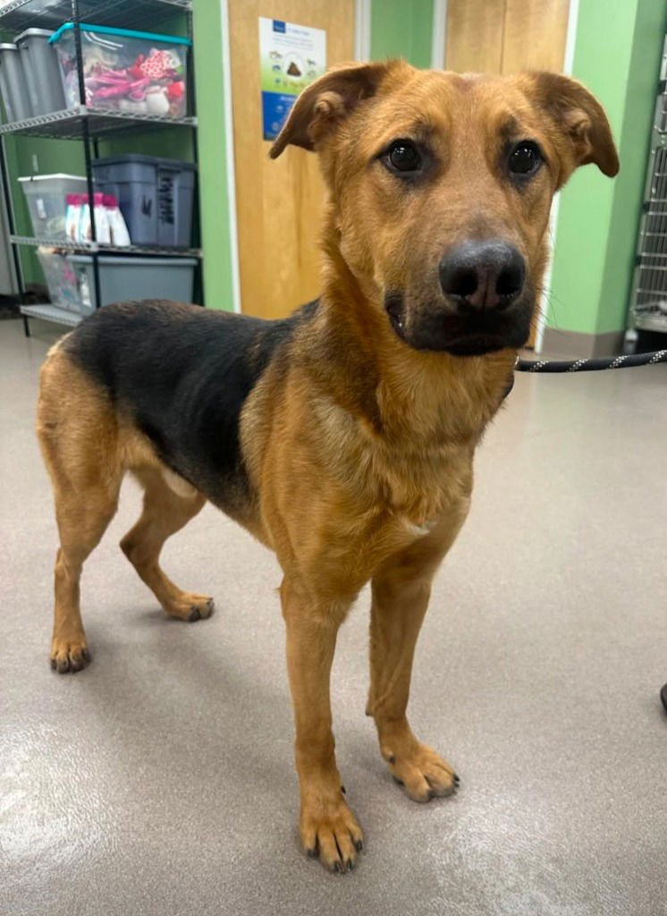 CLAY - Shepherd available for adoption