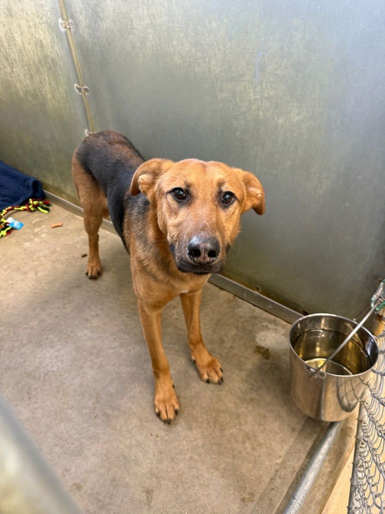 CLAY - Shepherd available for adoption