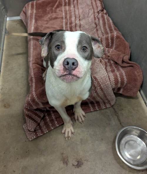 TARO - Pit Bull Terrier available for adoption