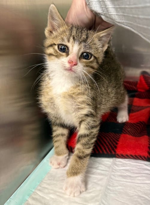 RAIN - Domestic Short Hair available for adoption