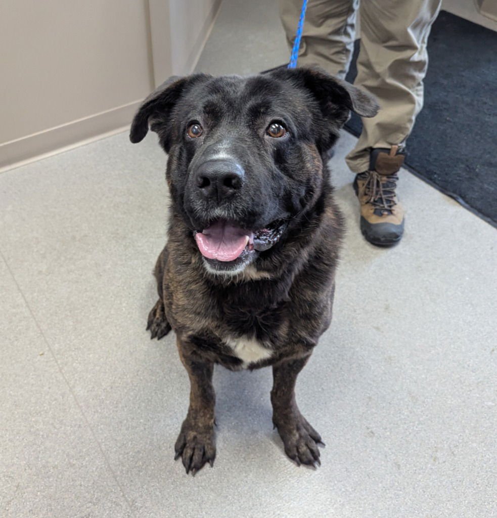 BRUCE - Mastiff available for adoption