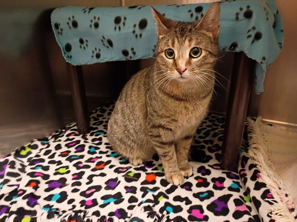 PERIWINKLE - Domestic Short Hair available for adoption