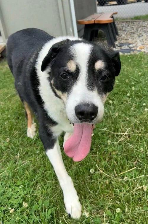 BINGO - Australian Shepherd available for adoption