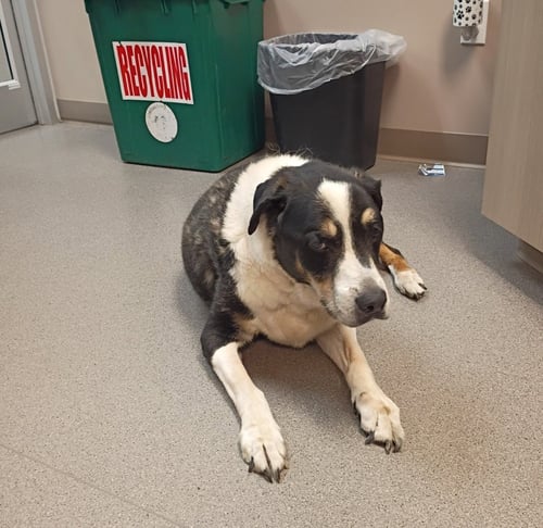 BINGO - Australian Shepherd available for adoption