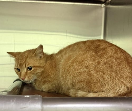 FREEDOM - Tabby available for adoption