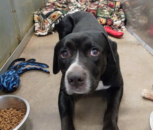 PETER - Labrador Retriever / Pit Bull Terrier available for adoption