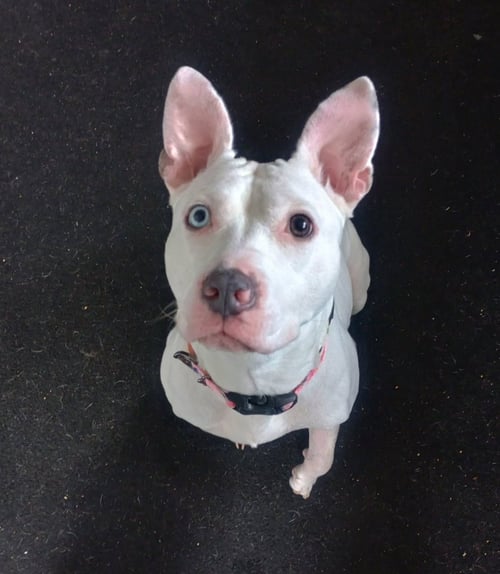 SPIRIT - Pit Bull Terrier available for adoption