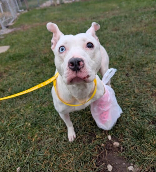 SPIRIT - Pit Bull Terrier available for adoption