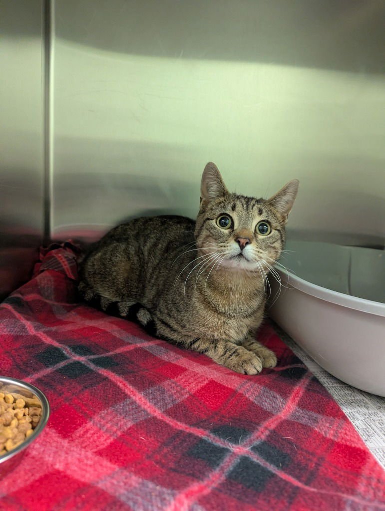 ZANE - Domestic Short Hair available for adoption