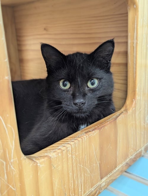 BEETLE - Domestic Short Hair available for adoption