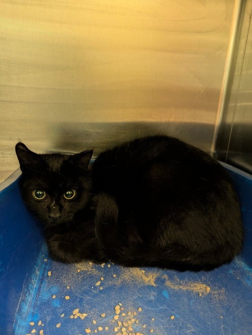 BEETLE - Domestic Short Hair available for adoption