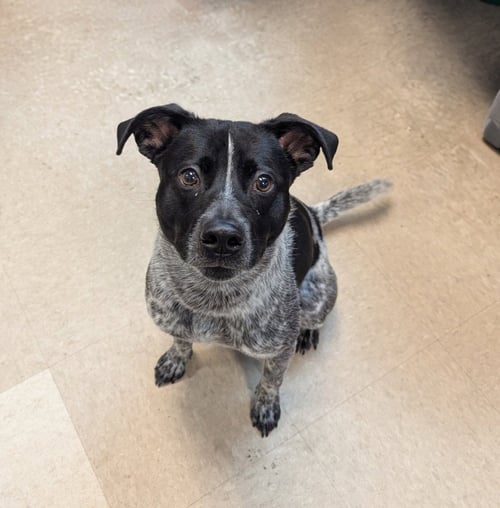 WONDER - Cattle Dog available for adoption