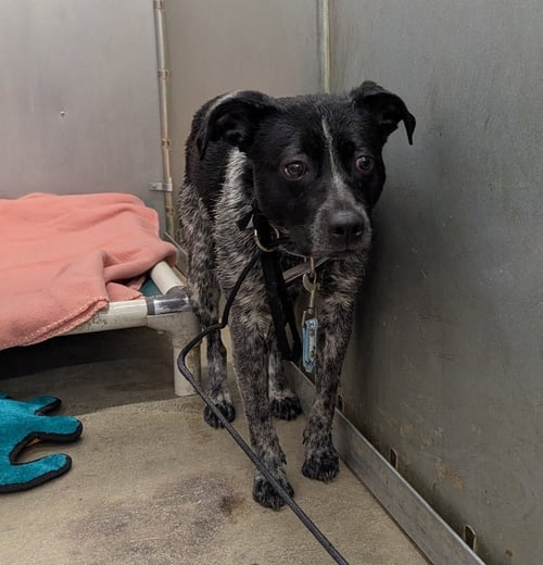 WONDER - Cattle Dog available for adoption