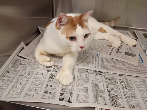 DINOSAUR - British Shorthair available for adoption