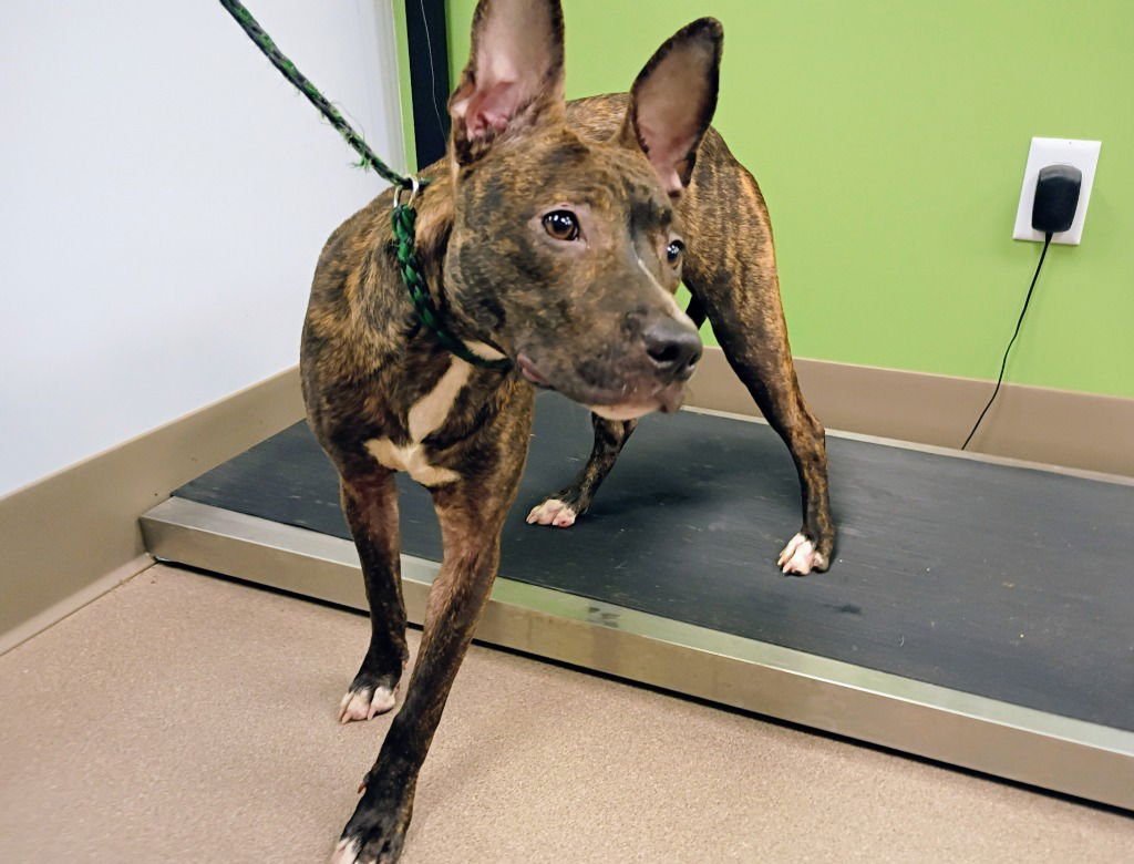 SKYLAR - Pit Bull Terrier available for adoption