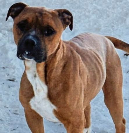 JADEN - Pit Bull Terrier available for adoption