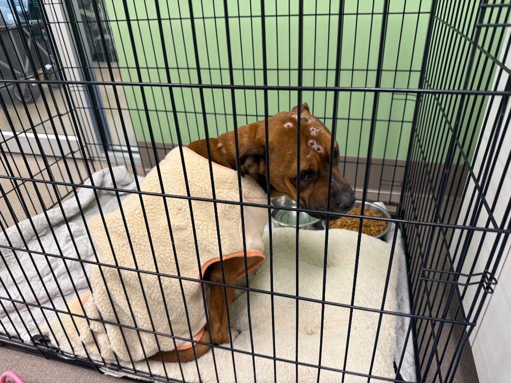 JADEN - Pit Bull Terrier available for adoption