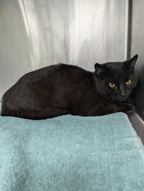 NOIR - Domestic Short Hair available for adoption