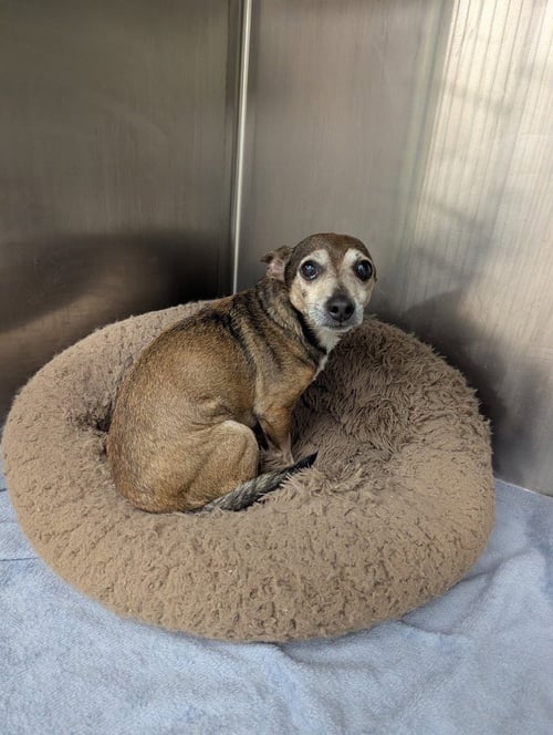 BOBBY - Chihuahua available for adoption
