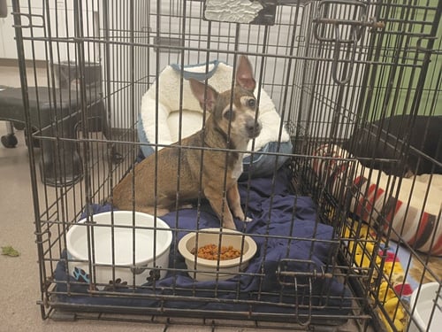 BOBBY - Chihuahua available for adoption
