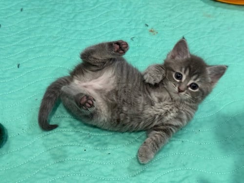 BONNIE - Domestic Short Hair available for adoption