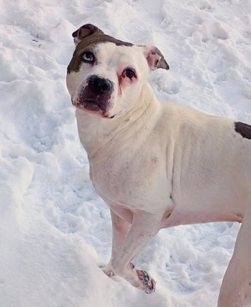 GEMMA - Pit Bull Terrier available for adoption