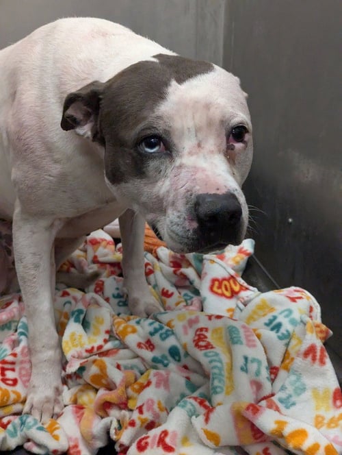 GEMMA - Pit Bull Terrier available for adoption
