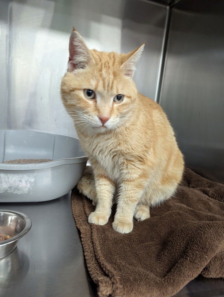 SYDNEY - Domestic Short Hair available for adoption